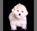 Small Photo #28 Maltese Puppy For Sale in WARSAW, IN, USA
