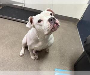 American Bulldog-Unknown Mix Dogs for adoption in HESPERIA, CA, USA