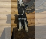 Puppy Pink Collar German Shepherd Dog
