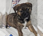 Nutella - Female Labrador Retriever-Unknown Mix Dog for Adoption - Small photo