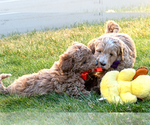 Small #3 Goldendoodle (Miniature)