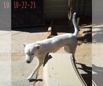 Small #3 Mutt