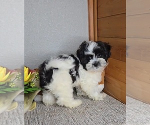 Mal-Shi Puppy for sale in JASONVILLE, IN, USA