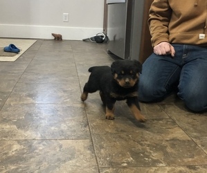 Rottweiler Puppy for sale in GOSHEN, IN, USA