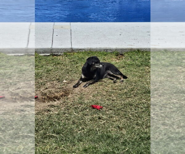 Medium Photo #2 Dachshund-Unknown Mix Puppy For Sale in Abbeville, LA, USA