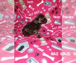 Small #13 Poodle (Toy)