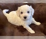 Small Photo #2 Bichon Frise Puppy For Sale in FORT WORTH, TX, USA