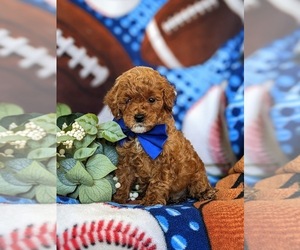 Poodle (Miniature) Puppy for sale in NEW HOLLAND, PA, USA