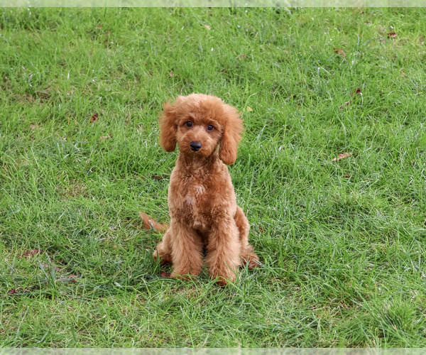 Medium Photo #5 Cavapoo (Miniature) Puppy For Sale in SYRACUSE, IN, USA