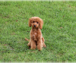 Donut - Male Cavapoo (Miniature) Puppy for Sale - Photo #5