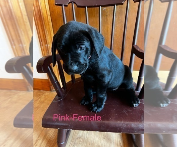 Medium Photo #15 Cane Corso-German Shorthaired Pointer Mix Puppy For Sale in CLAY CITY, KY, USA