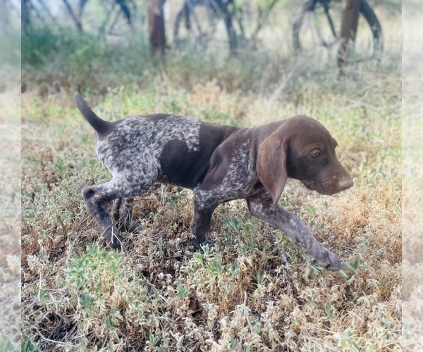 Medium Photo #71 German Shorthaired Pointer Puppy For Sale in DENVER, CO, USA