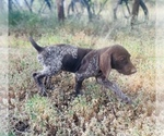 Small Photo #71 German Shorthaired Pointer Puppy For Sale in DENVER, CO, USA