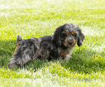 Small #5 Cocker Spaniel-Poodle (Miniature) Mix