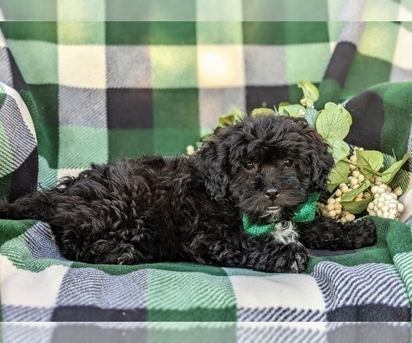 Medium Photo #5 Lhasa-Poo Puppy For Sale in LINCOLN UNIVERSITY, PA, USA