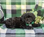 Small Photo #5 Lhasa-Poo Puppy For Sale in LINCOLN UNIVERSITY, PA, USA
