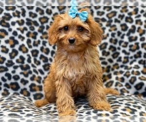 Cavapoo Puppy for sale in LAKELAND, FL, USA