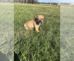 Puppy Puppy 2 American Bully