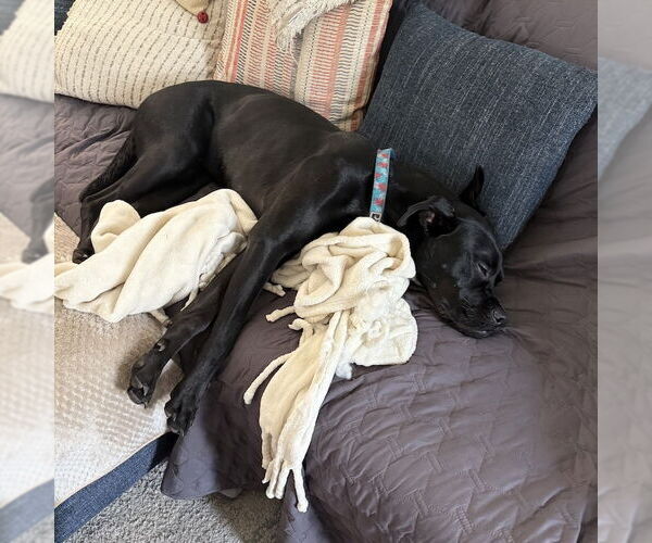 Medium Photo #3 Boxer Puppy For Sale in San Juan Capistrano, CA, USA