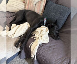 Shadow - Male Boxer Dog for Adoption - Photo #3