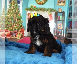 Cavapoo Puppy for sale in BARNESVILLE, KS, USA