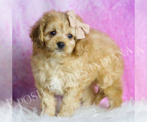 Medium Photo #3 Cavapoo Puppy For Sale in WARSAW, IN, USA