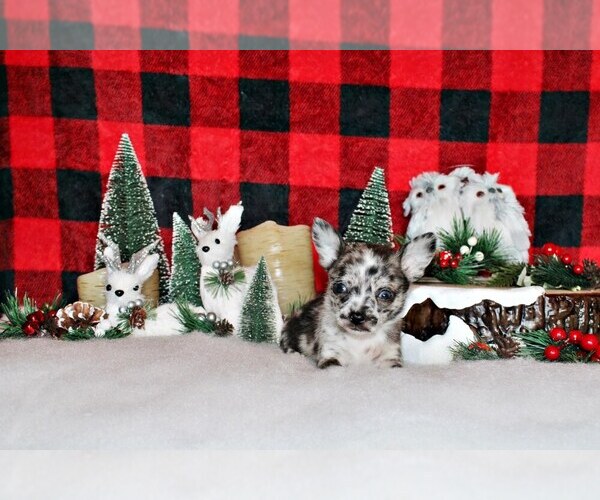 Medium Photo #19 Chihuahua Puppy For Sale in CHARLESTON, AR, USA