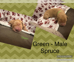 Puppy Spruce Golden Retriever