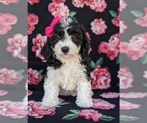 Cavachon-Poodle (Miniature) Mix Puppy for sale in CHRISTIANA, PA, USA