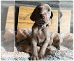 Small Photo #6 Weimaraner Puppy For Sale in PORTER, MN, USA