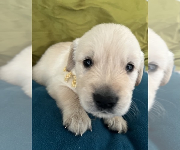 Medium Photo #6 Golden Retriever Puppy For Sale in SAN MARCOS, TX, USA