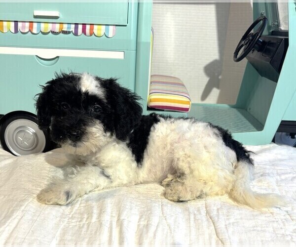 Medium Photo #4 Schnoodle (Miniature) Puppy For Sale in MORENO VALLEY, CA, USA