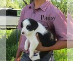 Puppy Pansy Australian Cattle Dog-Border Collie Mix