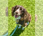 Small #4 Cocker Spaniel Mix
