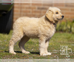 Small Photo #1 Golden Pyrenees-Poodle (Standard) Mix Puppy For Sale in ELLENBORO, NC, USA