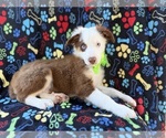 Small #5 Miniature Australian Shepherd
