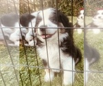 Small Photo #29 Miniature Australian Shepherd Puppy For Sale in LA CANADA FLINTRIDGE, CA, USA