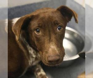 Labrador Retriever-Unknown Mix Dogs for adoption in San Antonio, TX, USA