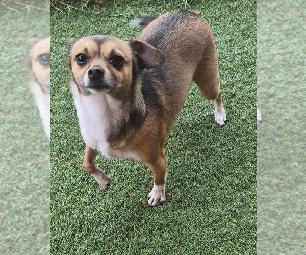 Medium Photo #3 Chihuahua-Unknown Mix Puppy For Sale in Carrollton, TX, USA