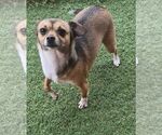 Small #2 Chihuahua Mix