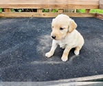 Small #2 Golden Retriever