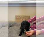 Small Photo #7 Goldendoodle Puppy For Sale in FREDERICA, DE, USA
