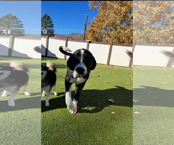 Medium Photo #2 Great Dane-Labrador Retriever Mix Puppy For Sale in MIDWAY, UT, USA