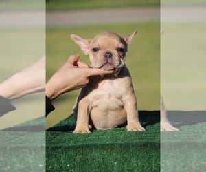 French Bulldog Puppy for sale in BEAUMONT, CA, USA