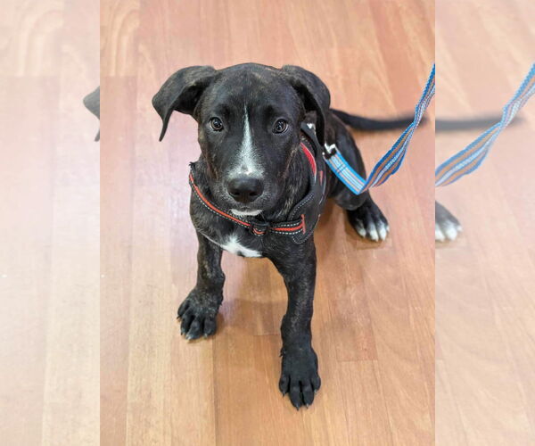 Medium Photo #26 American Staffordshire Terrier-Unknown Mix Puppy For Sale in Germantown, OH, USA