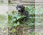 Small #1 Labrador Retriever Mix
