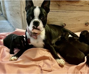 Mother of the Faux Frenchbo Bulldog puppies born on 06/11/2023