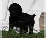 Small #12 Poodle (Standard)