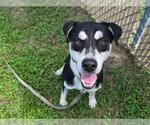 Small #1 Siberian Husky Mix