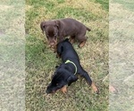 Small #3 Doberman Pinscher